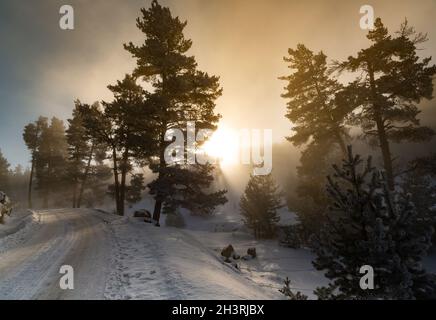 Vue impressionnante sur le brouillard et la lumière du soleil après le gel sur les célèbres pistes de ski de Sarıkamış avec ses forêts de pins jaunes et de neige cristalline. Banque D'Images