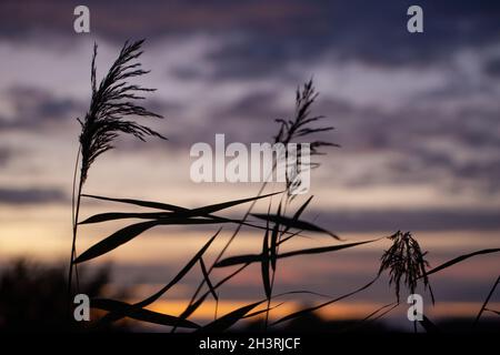 Coucher de soleil à l'automne.Roseaux (Phragmites communis) tiges et feuilles flexibles, près de la silhouette, vues contre un ciel nocturne.Octobre.River Bure, oncle, Norfolk. Banque D'Images