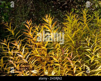 Le feuillage d'automne doré frappant d'Amsonia sinensis Banque D'Images