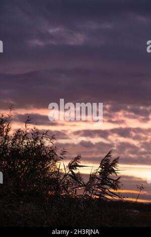 Coucher de soleil d'automne.Roseaux (Phragmites communis) en silhouette proche, panicules, soufflant dans une brise et saule (Salix sp. )vu contre un ciel nocturne.Octo Banque D'Images