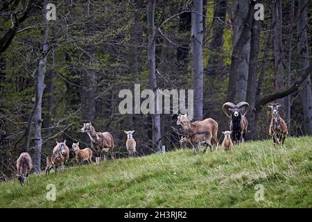 Mouflons européens (Ovis gmelini musimon). Banque D'Images