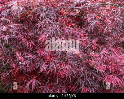 Les feuilles d'automne profondément rouges disséquées d'Acer palmatum var. Dissectum Banque D'Images