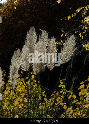 Le panache délicat de l'herbe de pampas rétro-éclairé par la faible lumière d'automne Banque D'Images