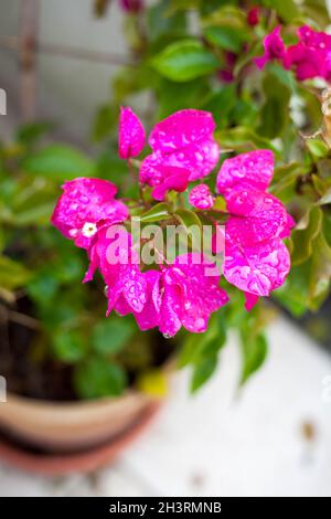 Bougainvilliers roses dans un pot de tarracotta sur la terrasse Banque D'Images