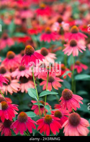 Echinacea fleurs rouges en fleurs pour les insectes et le jardin pour les abeilles Banque D'Images