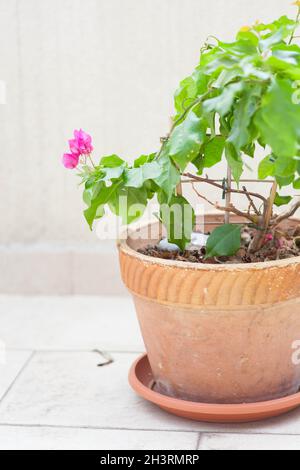 Bougainvilliers roses dans un pot de tarracotta sur la terrasse Banque D'Images