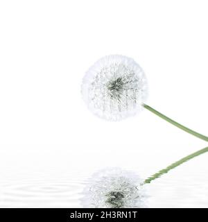 Fleur de pissenlit isolée avec plumes volantes Banque D'Images
