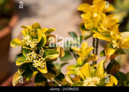 Euonymus Japonica, peut être cultivé comme une plante de couverture ou cultivé en pots.Espèces de plantes à fleurs de la famille des Celastraceae.Mise au point sélective. Banque D'Images