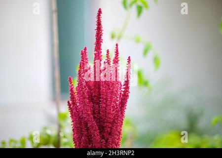 Plante d'amaranth rouge indien en croissance dans le jardin d'été. Légume de feuilles, céréales et plantes ornementales, source de protéines et d'acides aminés. Banque D'Images