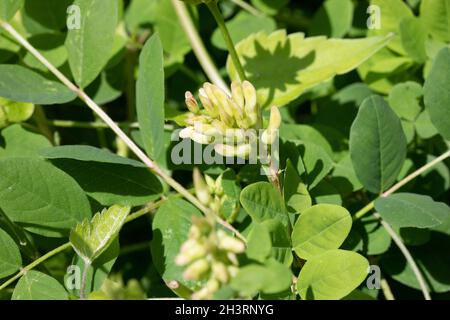 Réglisse sauvage (Astragalus glycyphyllos) à la réserve agricole de Ranscombe dans le Kent Banque D'Images