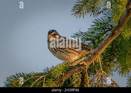 J'ai photographié cette Paruline de palmier comme elle était sur sa migration d'automne à travers le centre du comté de Door Wisconsin. Banque D'Images