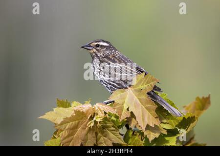 Le blackbird ailé rouge (Agelaius phoeniceus). Femme assise sur une branche d'arbre Banque D'Images