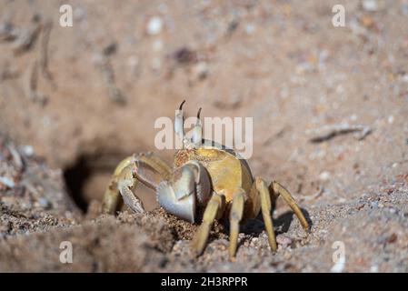 Crabe fantôme près d'une terriers creusés dans du sable sur la plage.Faune de la mer Rouge. Banque D'Images