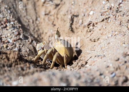 Crabe fantôme près d'une terriers creusés dans du sable sur la plage.Faune de la mer Rouge. Banque D'Images