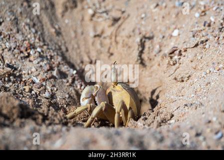 Crabe fantôme près d'une terriers creusés dans du sable sur la plage.Faune de la mer Rouge. Banque D'Images