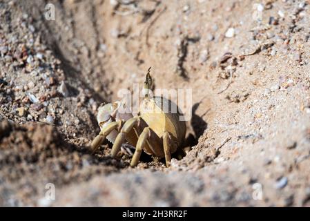 Crabe fantôme près d'une terriers creusés dans du sable sur la plage.Faune de la mer Rouge. Banque D'Images