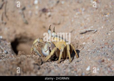 Crabe fantôme près d'une terriers creusés dans du sable sur la plage.Faune de la mer Rouge. Banque D'Images