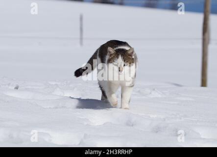 joli chat marchant dans la neige d'hiver regardant dans l'appareil photo Banque D'Images