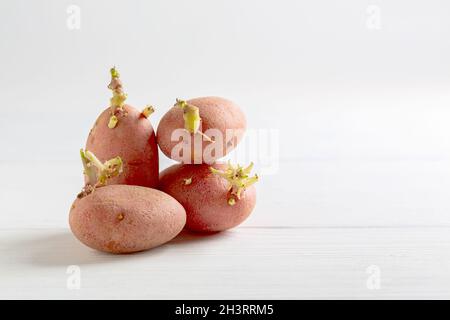 Tubercules de pommes de terre germés pour la plantation. Banque D'Images