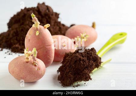 Pommes de terre germées et sol pour la plantation. Banque D'Images