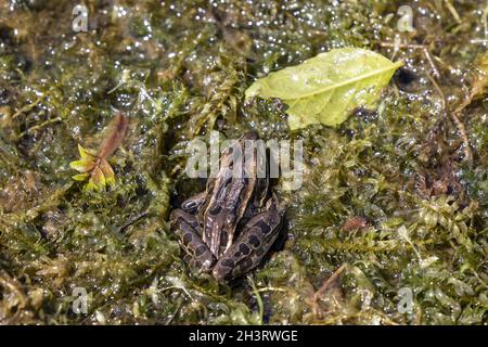 La grenouille léopard est un animal originaire de l'Amérique du Nord. Banque D'Images