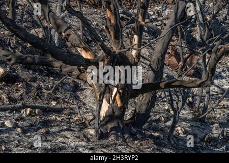 Des arbres ont brûlé après un feu de forêt dans la forêt méditerranéenne sur les montagnes de Judée près de Jérusalem, Israël. Banque D'Images