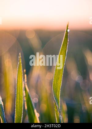 Pelouse rétro-éclairée au soleil du matin dans le Burgenland Banque D'Images