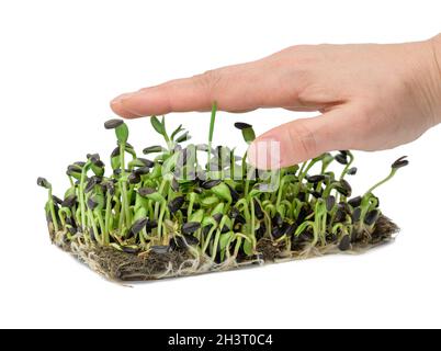 Pousses de tournesol vertes sur fond blanc, microgreen utile Banque D'Images