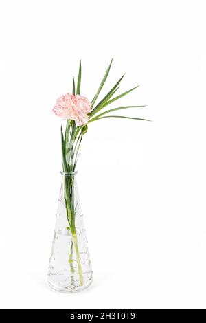 Une seule carnation et des feuilles dans un petit vase en verre isolé Banque D'Images