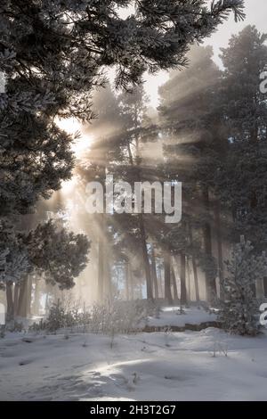 Vue impressionnante sur le brouillard et la lumière du soleil après le gel sur les célèbres pistes de ski de Sarıkamış avec ses forêts de pins jaunes et de neige cristalline. Banque D'Images