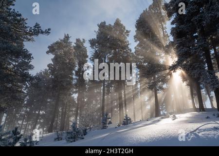 Vue impressionnante sur le brouillard et la lumière du soleil après le gel sur les célèbres pistes de ski de Sarıkamış avec ses forêts de pins jaunes et de neige cristalline. Banque D'Images