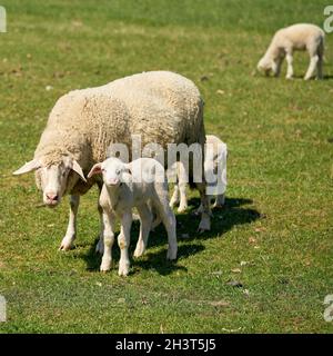 Troupeau de moutons pour l'entretien du paysage sur un pré dans Herrenkrugpark près de Magdeburg en Allemagne Banque D'Images