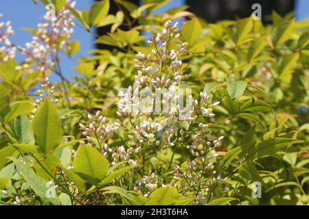 La Nandina domestica, bambou céleste Banque D'Images