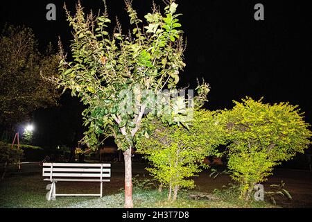 VUE NOCTURNE DES ARBRES DANS LE JARDIN |PHOTOGRAPHIE |GAPARK|BENTCHESRDEN |PELOUSE| Banque D'Images