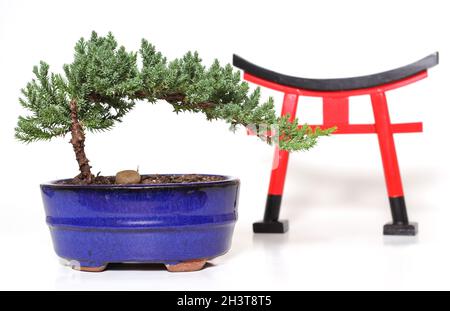 Bonsaï Banque D'Images