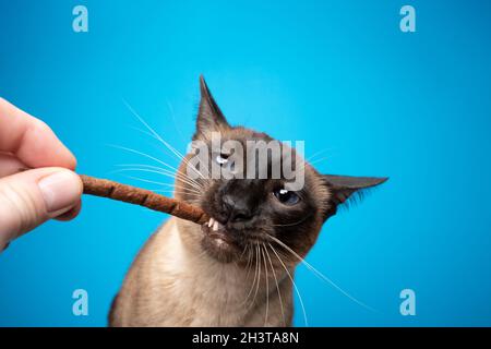 point d'étanchéité de l'alimentation manuelle siamese pour chat sur fond bleu avec espace de copie Banque D'Images