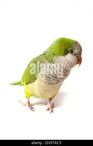 Perroquet Quaker Banque D'Images