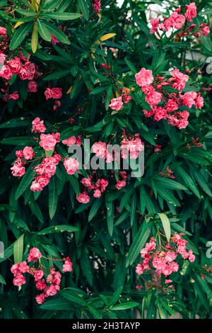 Un coléandre moelleux aux fleurs roses pendant la floraison. Banque D'Images