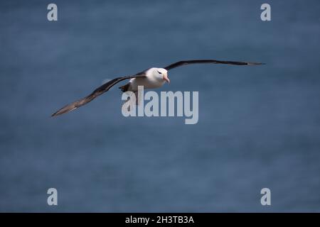 Albatros agitant à sourcils noirs (Thalassarche melanophris) parmi les Gannets du Nord (Morus bassanus) au Bempton Cliffs RSPB dans le Yorkshire, Royaume-Uni.3 août 2 Banque D'Images