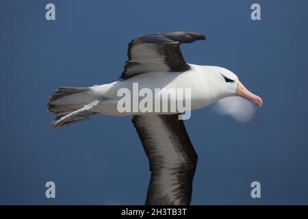 Albatros agitant à sourcils noirs (Thalassarche melanophris) parmi les Gannets du Nord (Morus bassanus) au Bempton Cliffs RSPB dans le Yorkshire, Royaume-Uni.3 août 2 Banque D'Images