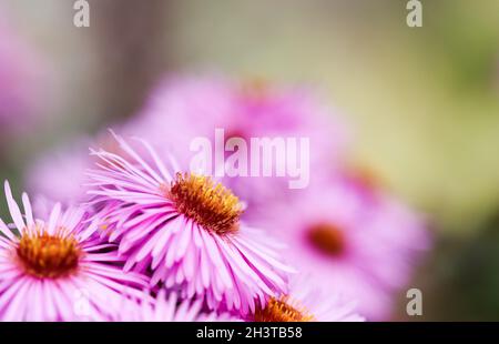 Belles fleurs roses d'aster d'automne dans le jardin Banque D'Images