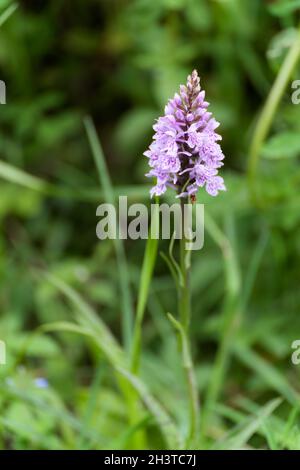 L'Orchidée tachetée de Heath (Dactylorhiza maculata ericetorum) fleurit au printemps Banque D'Images