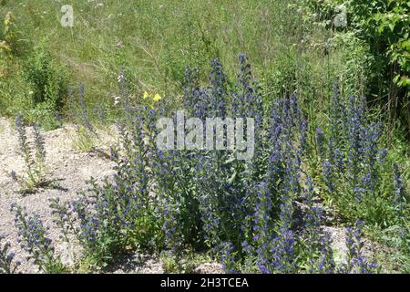 Echium vulgare Vipérine commune, Banque D'Images