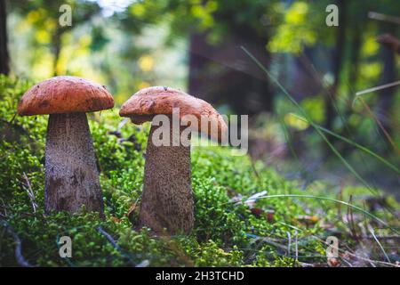 Deux champignons boletus edulis poussent.Champignons de la calotte orange en forêt Banque D'Images