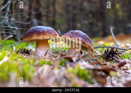 Deux champignons comestibles du cep poussent en forêt.Nourriture de champignons Royal cep.Boletus poussant dans la nature sauvage Banque D'Images