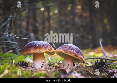 Deux champignons comestibles de la cep poussent dans le bois.Nourriture de champignons Royal cep.Boletus poussant dans la nature sauvage Banque D'Images