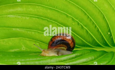 Escargot de jardin brun sur une feuille verte, gros plan Banque D'Images