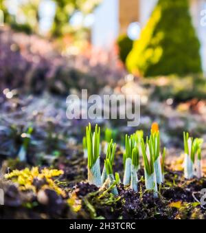 Le printemps arrive. Le premier crocus jaune dans mon jardin sur une journée ensoleillée Banque D'Images