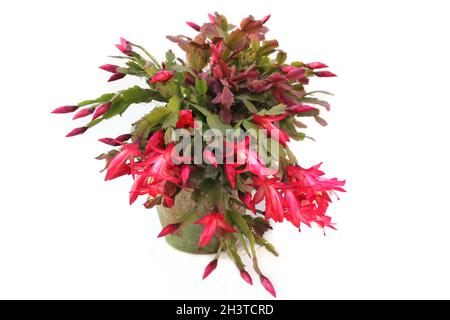 Cactus de Noël avec fleurs roses S. truncata sur fond blanc Banque D'Images