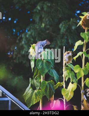 Écureuil gris de l'est (Sciurus carolinensis) en équilibre sur le dessus de la grande plante de tournesol Banque D'Images